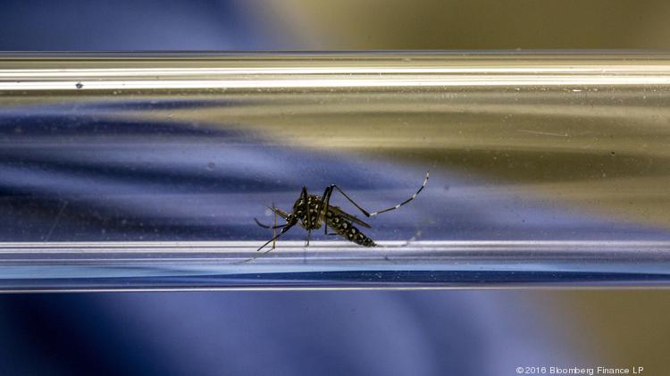 A lab technician displays an Aedes aegypti mosquito infected with Wolbachia bacteria in a test tube for a photograph at the Oswaldo Cruz Foundation (Fiocruz) in Rio de Janeiro, Brazil, on Friday, Feb. 19, 2016. Supercharged mosquitoes could play a crucial part in fending off a large-scale global outbreak of the Zika virus as laboratories explore a method of releasing Wolbachia carrying mosquitoes back to nature. Wolbachia is a naturally occurring bacterium that researchers, funded by the Bill &amp; Melinda Gates Foundation, have found to block transmission of dengue and may also stop other mosquito-borne viruses. Photographer: Dado Galdieri/Bloomberg