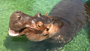 bibi-hippo*750xx300-169-0-44.png