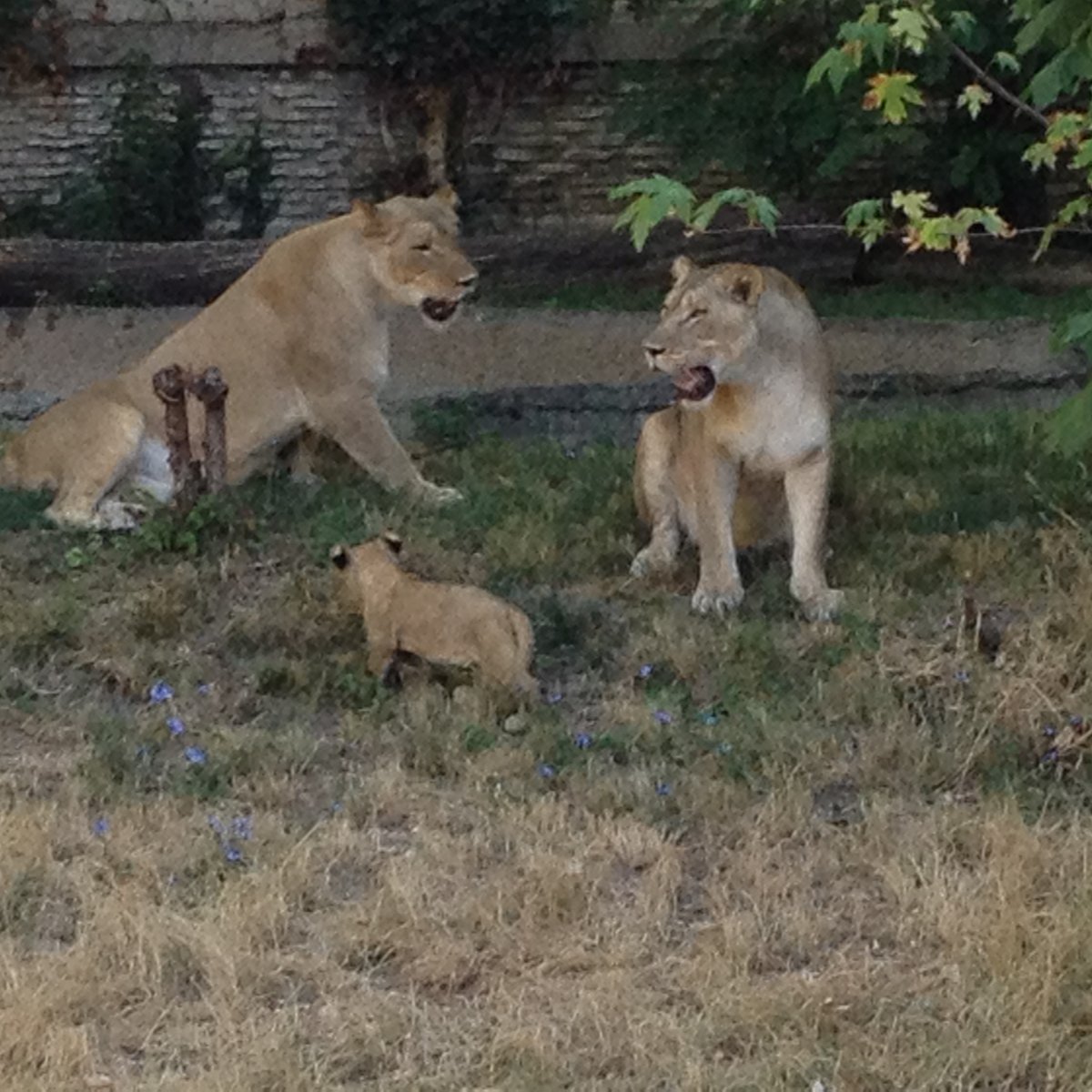 Dallas Zoo Welcomes Three African Lion Cubs