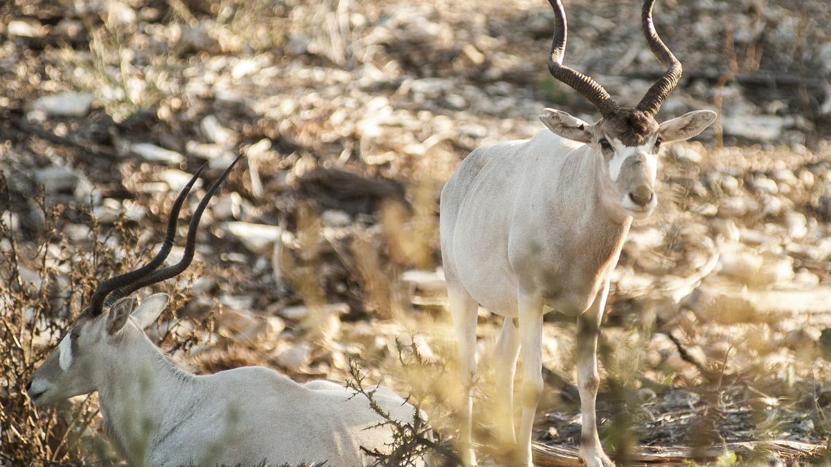 10 endangered species thriving at a for-profit exotic game ranch in the  Texas Hill Country - San Antonio Business Journal