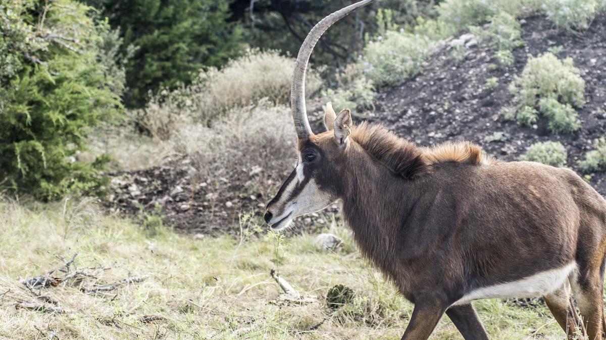 Big Bucks in Wildlife Alamo City surrounded by exotic game ranches