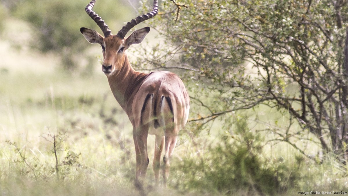 Big Bucks in Wildlife Alamo City surrounded by exotic game ranches