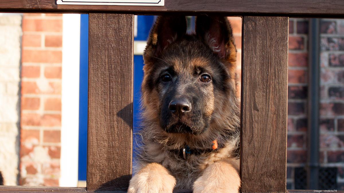 Pet tax deductions include guard dogs, therapy dogs, animal shelters