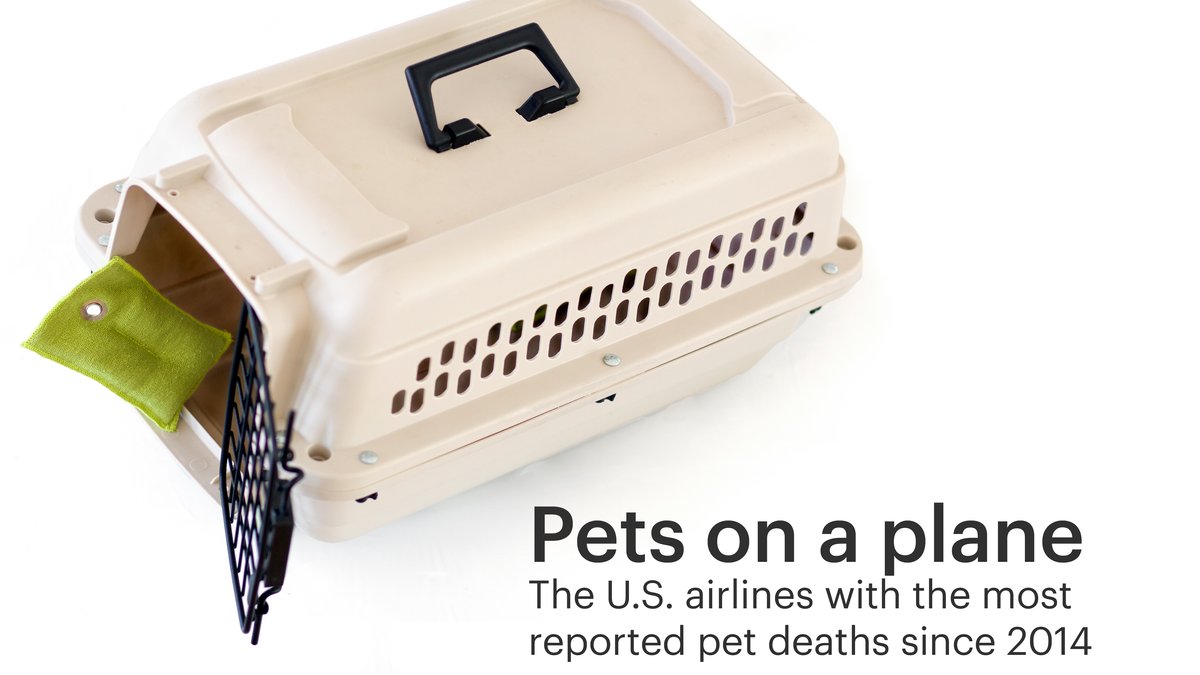 Why taking your pet on an airplane is a (very) bad idea Chicago