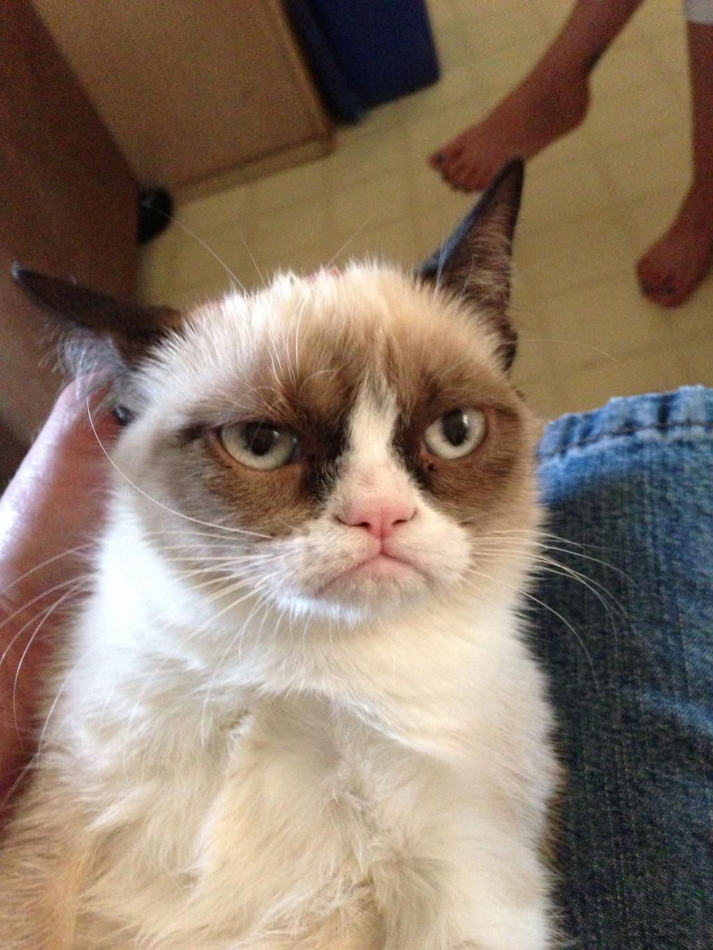 How Grumpy Cat went from feline obscurity to internet sensation