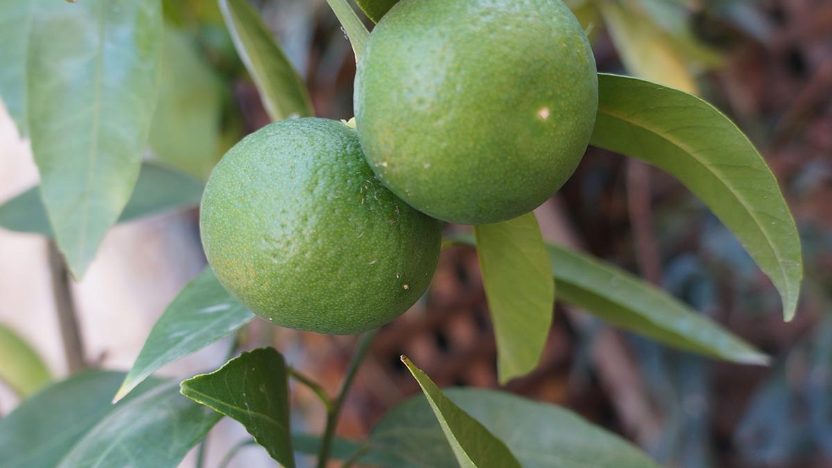 Lime shortage hurts restaurants, bars preparing for Cinco de Mayo