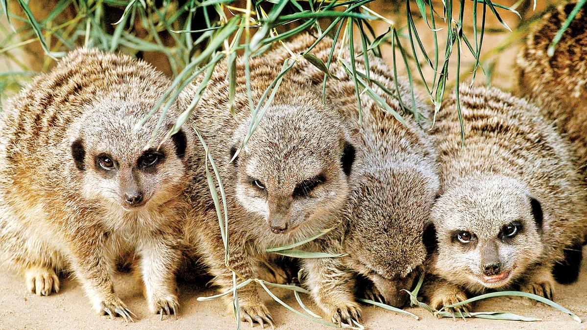 Louisville Zoo expects to start selling beer Saturday Louisville