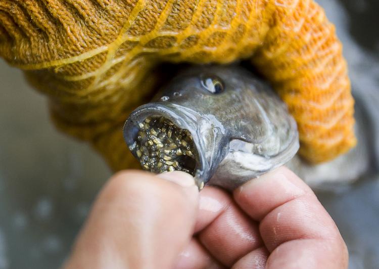 Renville fish farm goes belly up Minneapolis / St. Paul Business Journal