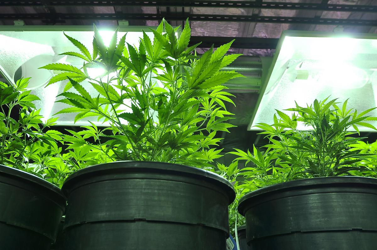 Ready to open a Tampa Bay medical marijuana dispensary? Don't hold your