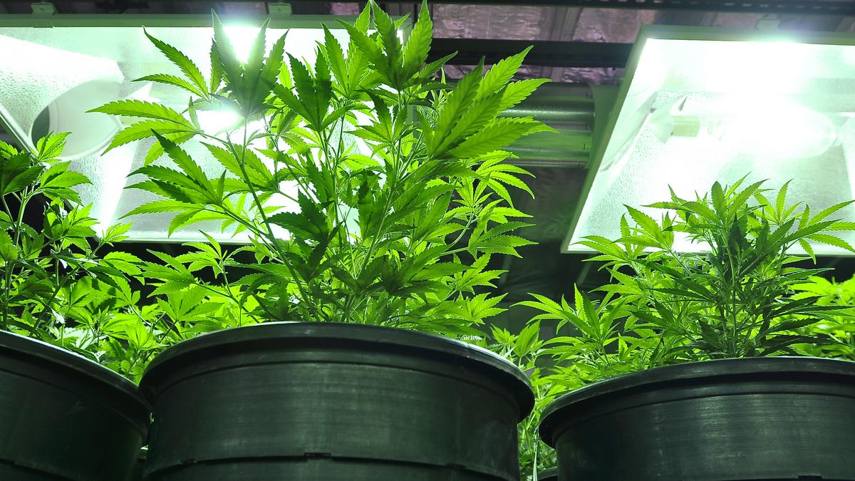 Growing pot is hardly green; is it time for LEED for weed? - Denver Business Journal