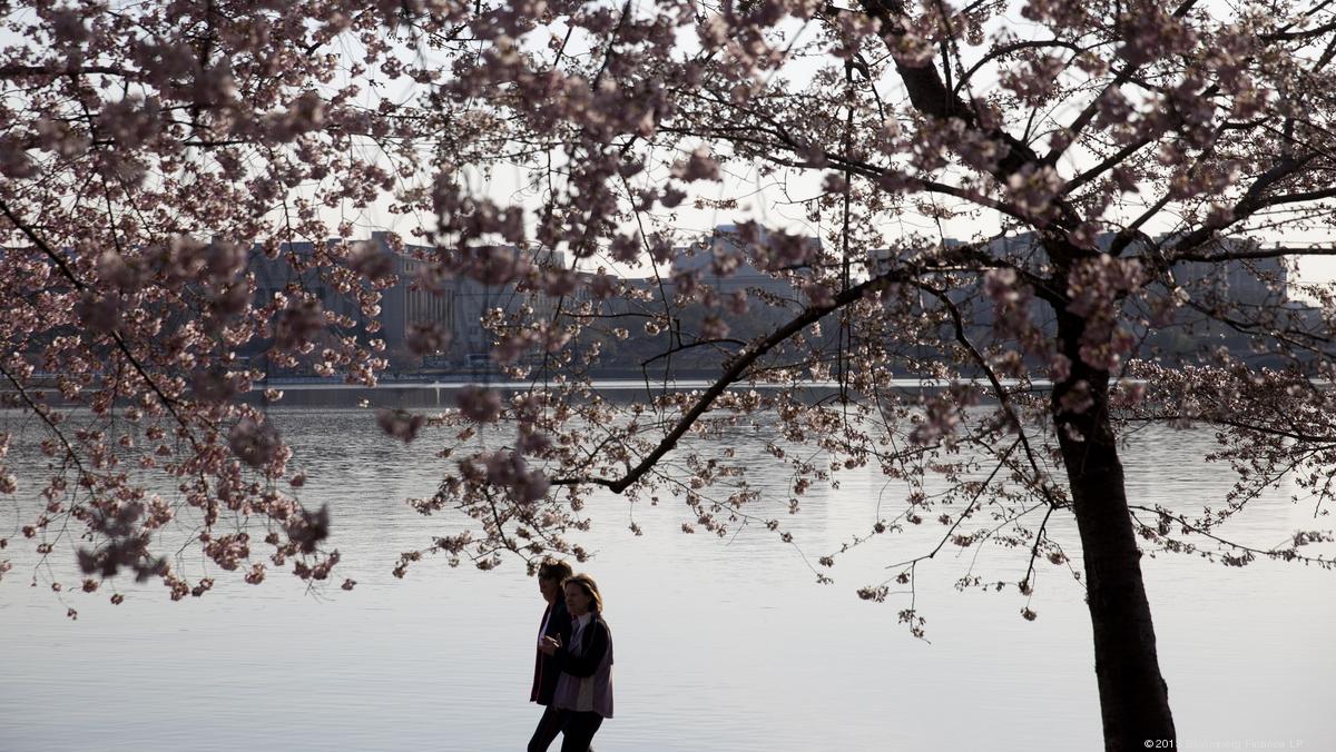 Here are the projected peak bloom dates for the National Cherry Blossom