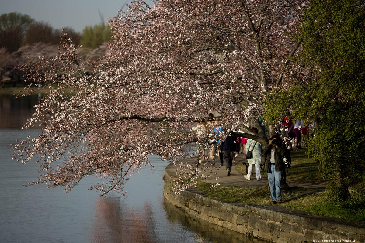 Quick Notes: Record number of Sales for Cherry Blossom Themed City