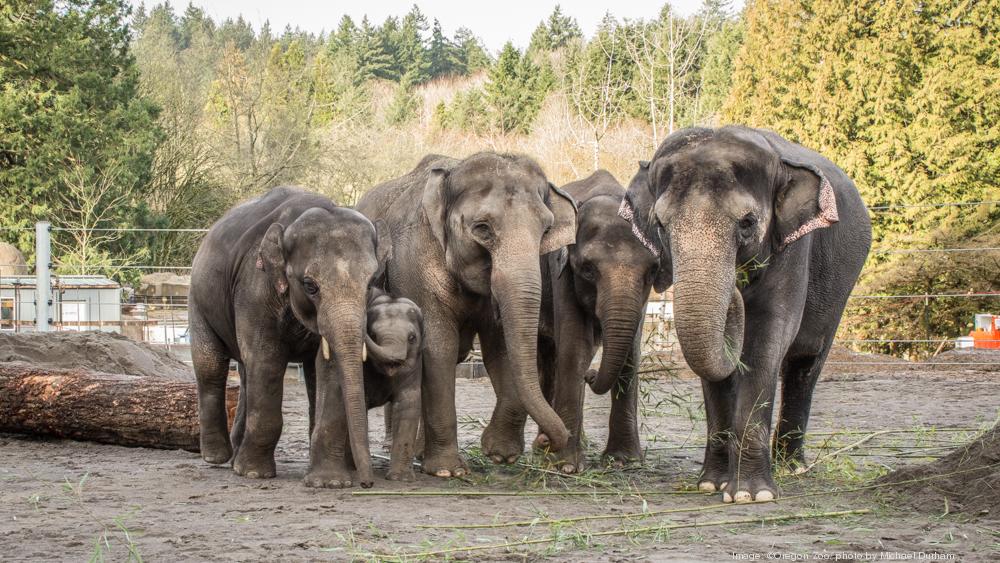 Oregon Zoo director out after four years - Portland Business Journal