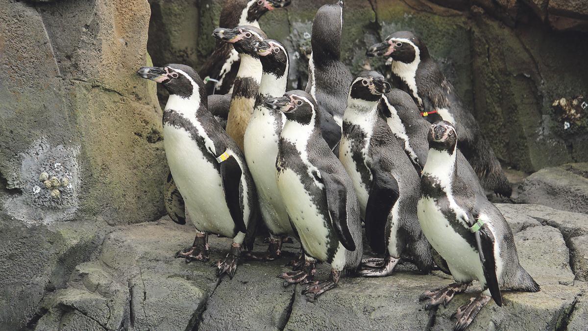 Capstone: Helzberg Penguin Plaza at Kansas City Zoo - Kansas City