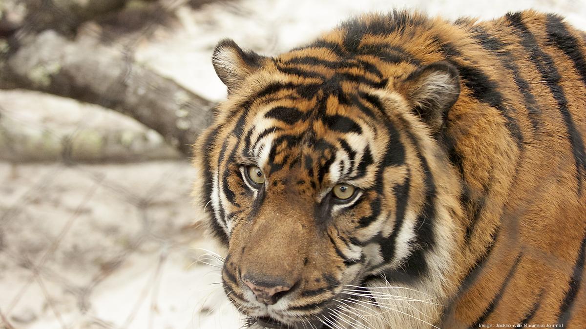 Jacksonville attractions like Jacksonville Zoo, MOCA, MOSH to