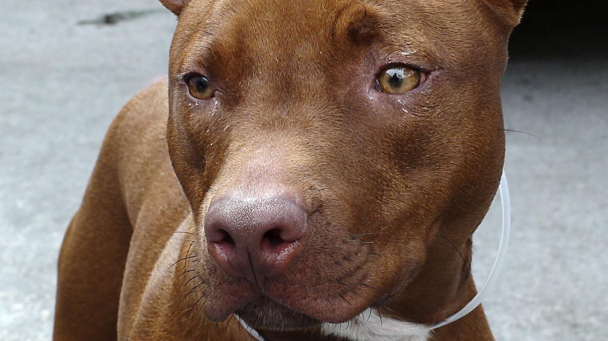 NY lawmaker seeks to prohibit tattooing pets (Video) New York Business Journal