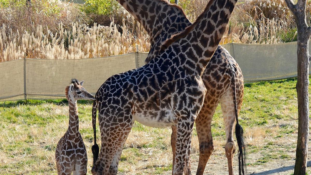 Three Ohio zoos among 10 best in U.S. Dayton Business Journal