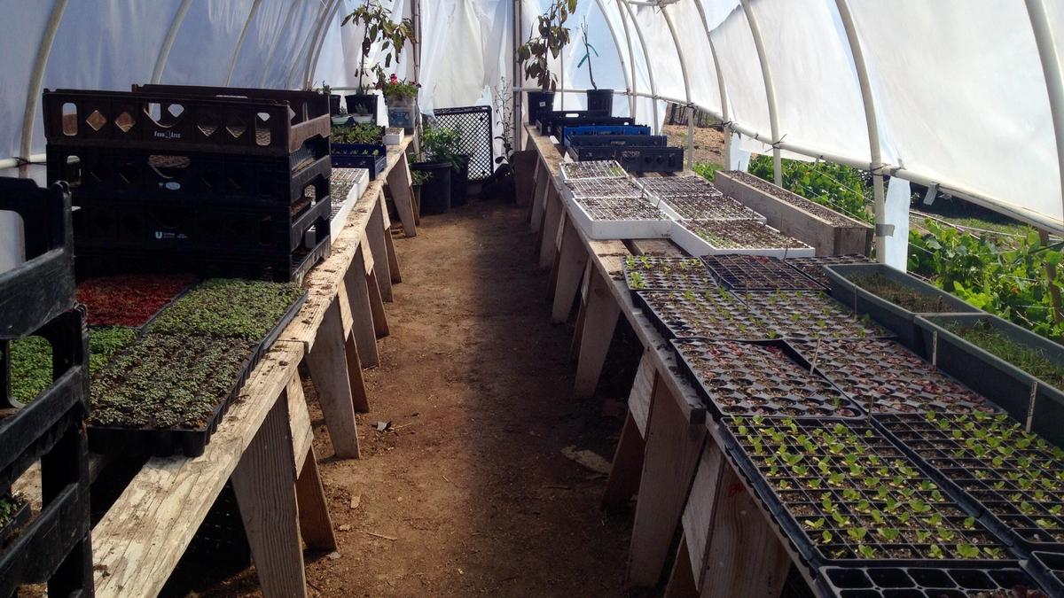 Apopka greenhouse company sold to Miamibased Costa Farms Orlando