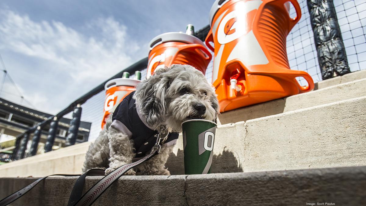 Brewers' Hank the dog will not be overworked Milwaukee Business Journal