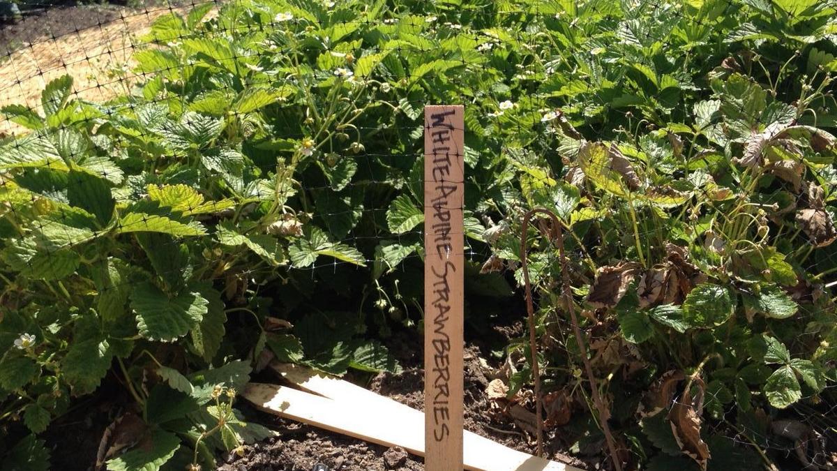 Chaparral Fruit Sales Inc. cited by USDA for failure to pay for produce