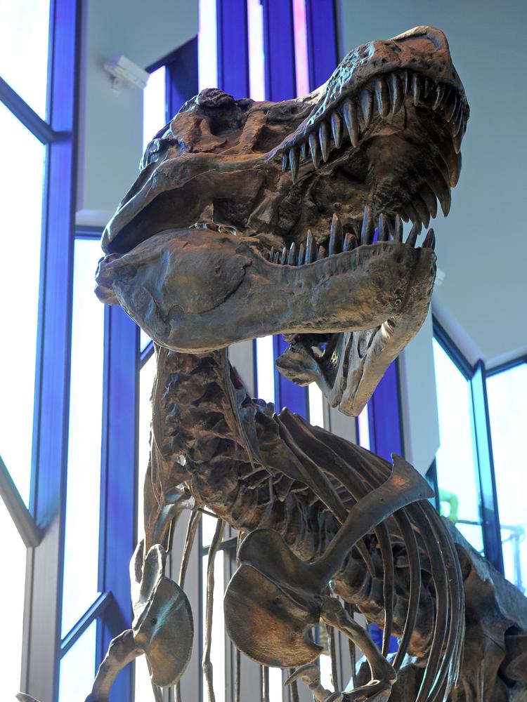 tyrannosaurus museum