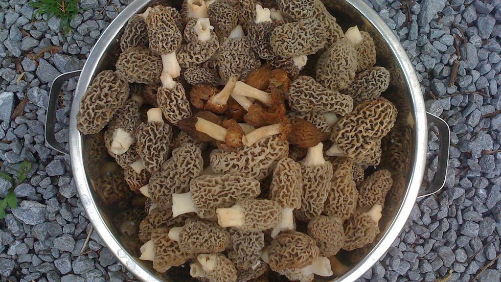 Morel mushroom mania set to peak within next two weeks St. Louis