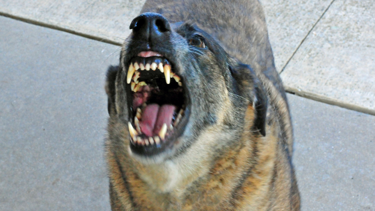 Dog discrimination? Missouri bill would bar breed bans Kansas City