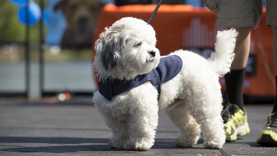 The Brewers are preparing to say whether their dog mascot is an