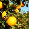 Court says citrus legal battle not yet ripe <img src="http://media.bizj.us/view/img/2732801/186632348*100xx338-338-85-0.jpg">Eight years after the state lost a lawsuit about the destruction of tens of thousands of citrus trees, Broward County residents will continue to wait for compensation.
A South Florida appeals court Wednesday turned down constitutional arguments aimed at forcing the state to pay an $8 million judgment, along with millions of dollars in interest and attorney's fees, to 58,225 homeowners who are part of a class-action lawsuit.
The ruling by the 4th District Court of Appeal left open the possibility…<div>
<a href="http://feeds.bizjournals.com/~ff/bizj_tampabay?a=Isgn6lV8dCY:bmJEnoQytCA:yIl2AUoC8zA"><img src="http://feeds.feedburner.com/~ff/bizj_tampabay?d=yIl2AUoC8zA" border="0"></a> <a href="http://feeds.bizjournals.com/~ff/bizj_tampabay?a=Isgn6lV8dCY:bmJEnoQytCA:V_sGLiPBpWU"><img src="http://feeds.feedburner.com/~ff/bizj_tampabay?i=Isgn6lV8dCY:bmJEnoQytCA:V_sGLiPBpWU" border="0"></a> <a href="http://feeds.bizjournals.com/~ff/bizj_tampabay?a=Isgn6lV8dCY:bmJEnoQytCA:F7zBnMyn0Lo"><img src="http://feeds.feedburner.com/~ff/bizj_tampabay?i=Isgn6lV8dCY:bmJEnoQytCA:F7zBnMyn0Lo" border="0"></a> <a href="http://feeds.bizjournals.com/~ff/bizj_tampabay?a=Isgn6lV8dCY:bmJEnoQytCA:qj6IDK7rITs"><img src="http://feeds.feedburner.com/~ff/bizj_tampabay?d=qj6IDK7rITs" border="0"></a>
</div>