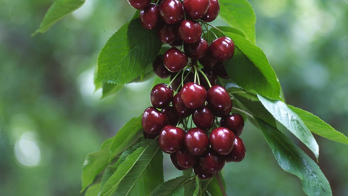 Huge cherry crop, high prices = big smiles for Washington growers and