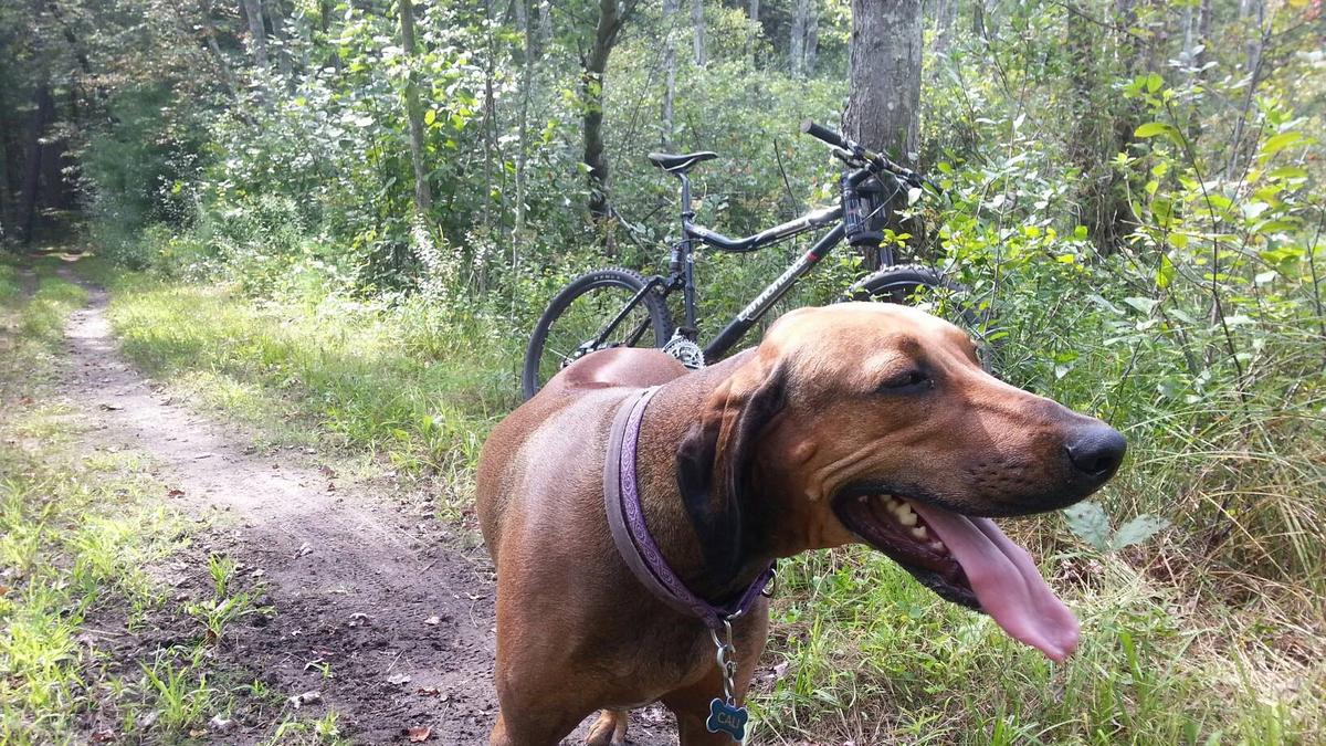 Ridesharing service giving dogs a Lyft this morning Boston Business Journal
