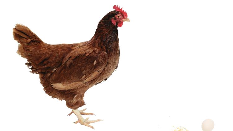 ​The N.C. Department of Agriculture and Consumer Services is is now requiring all poultry owners to register with the department – regardless of how many birds they own.