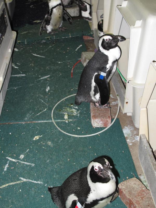 Penguin Coast exhibit Maryland Zoo