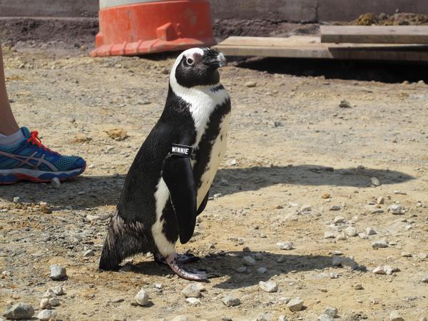 Penguin Coast exhibit Maryland Zoo