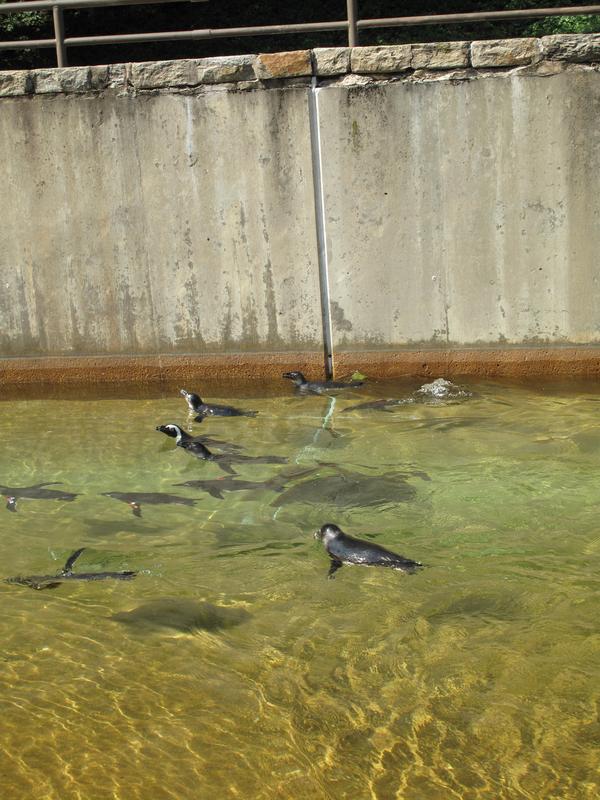 Penguin Coast exhibitMaryland Zoo