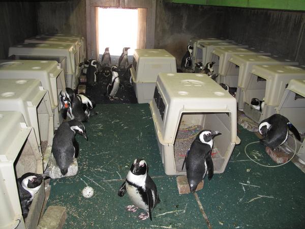 Penguin Coast exhibit Maryland Zoo
