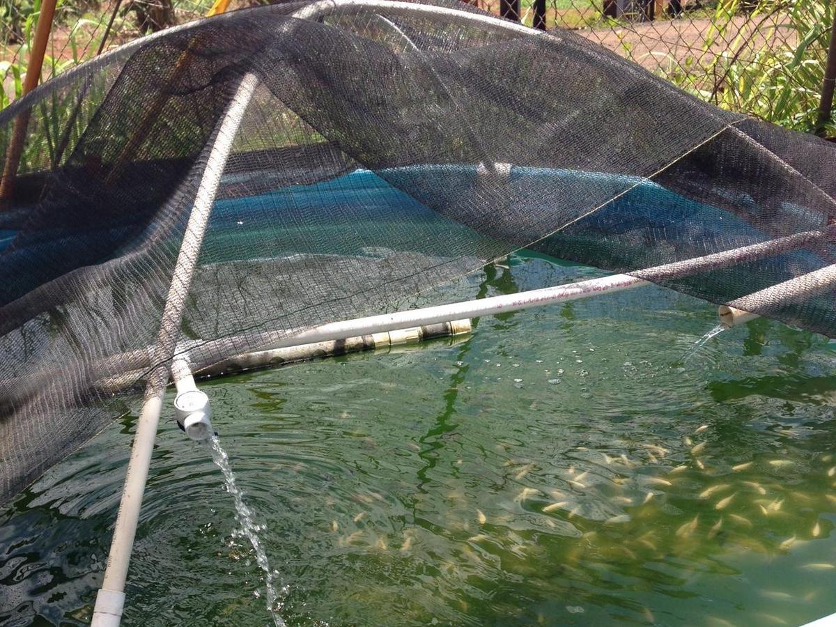 1,700 acres of Central Oahu agricultural lands almost ready for farming