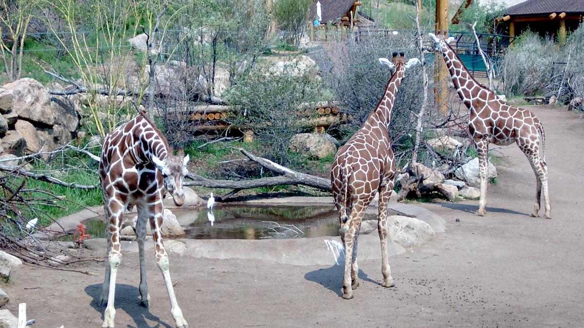 2 Colorado zoos on new best U.S. zoos list - Denver Business Journal