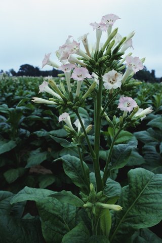 Tobacco plants could help against Ebola + Shakespeare Festival shuttered +  UNCSA Film School ranks No. 13