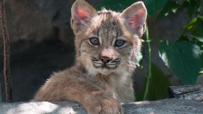 20140812-lynx-cubs-25*