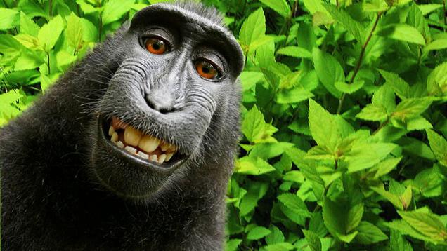 Monkey selfie copyright dispute - Wikipedia