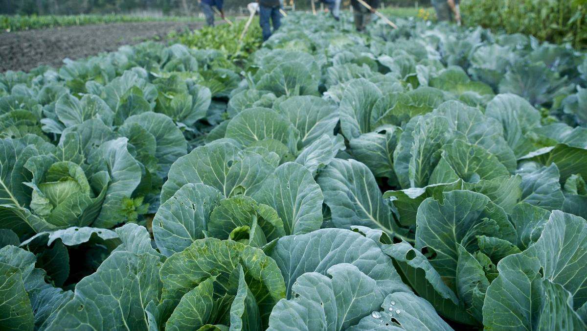 Giant grocer's Peapod delivery service launches communitysupported