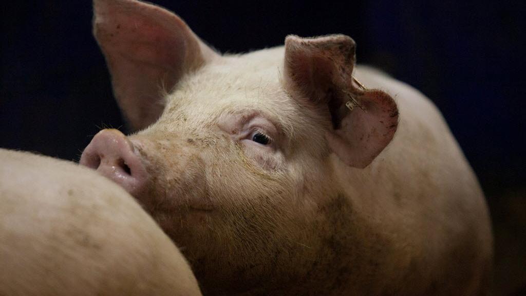 What’s the best meal from a 200pound pig? St. Louis chefs will find