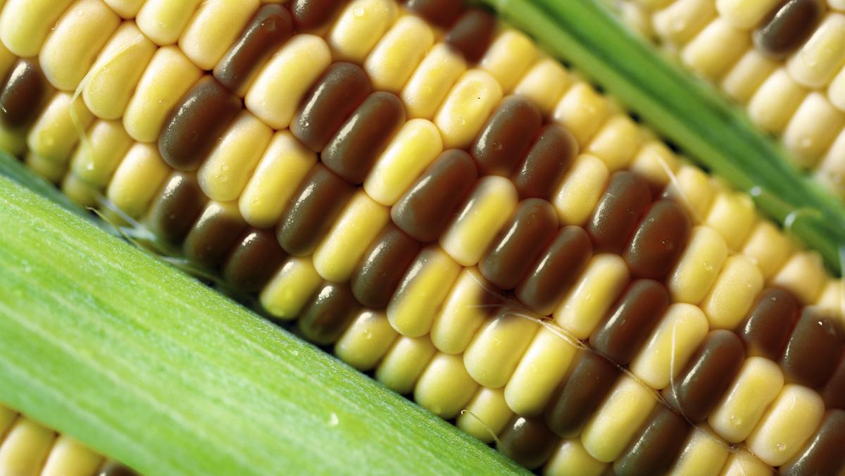 GMO campaign spending hits $8M — in Hawaii Biology Diagrams