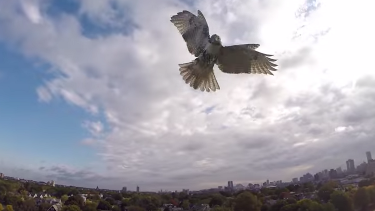 Watch a hawk take down a drone in Cambridge (video) Boston Business