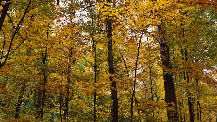 Here's what the WeyerhaeuserPlum Creek deal means for Washington state