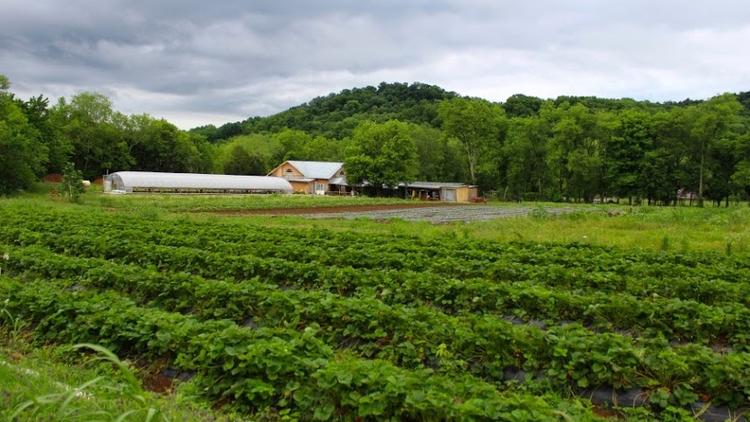 Green Door Gourmet Looks To Boost Agritourism In Nashville