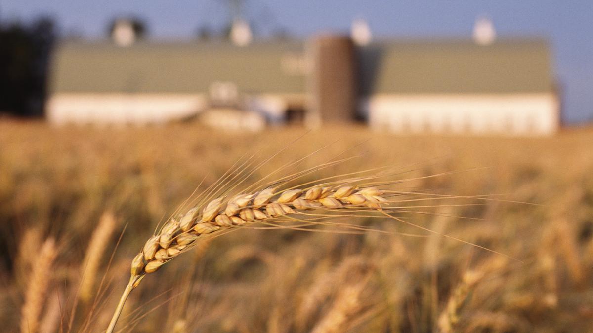 monsanto-co-settles-with-northwest-wheat-farmers-portland-business