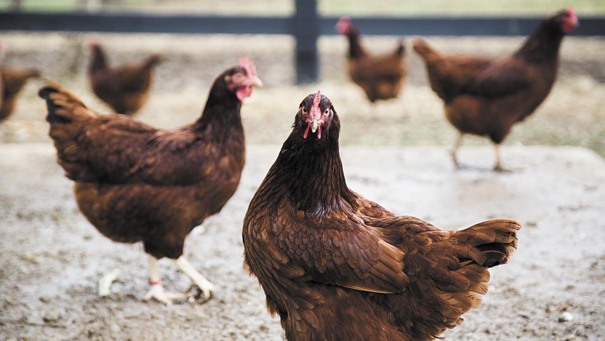 Can chickens feed the world? Minneapolis / St. Paul Business Journal