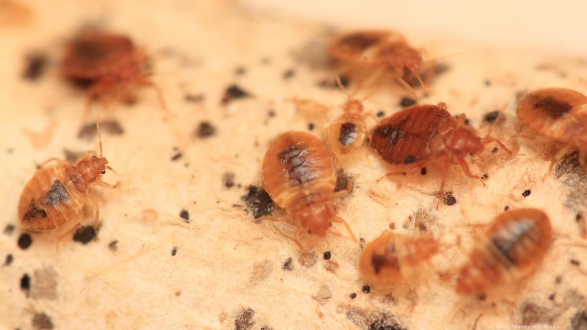 Cincinnati’s bed bug ranking is improving Cincinnati Business Courier
